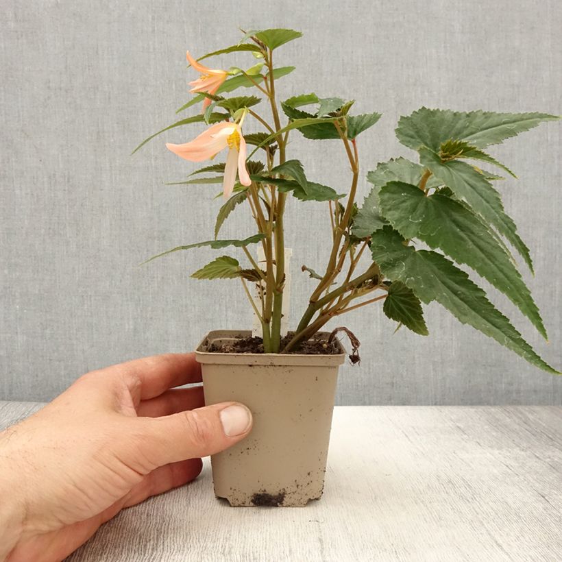Begonia Summerwings White Elegance Maceta de 8/9 cm Ejemplar entregado en la primavera