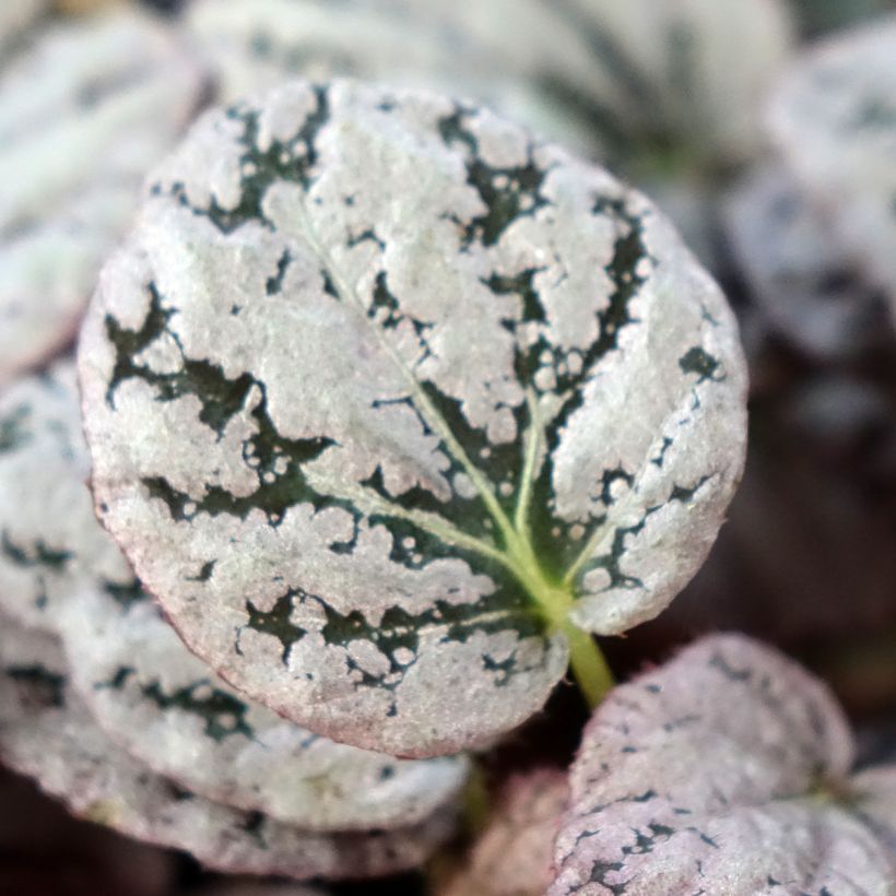 Begonia Rex Chayo (Follaje)