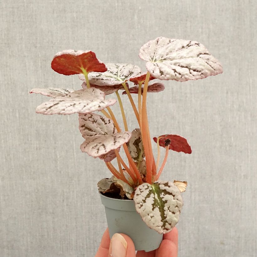 Ejemplar de Begonia Rex Chayo Mini-plante entregado en otoño