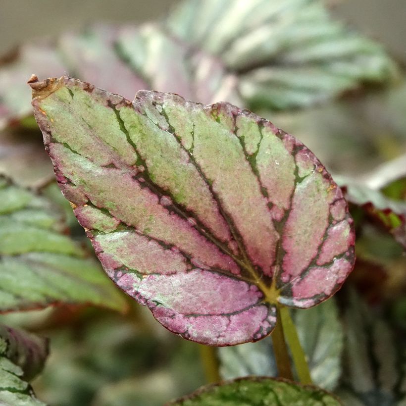 Begonia Rex Hugh McLauchlan (Follaje)