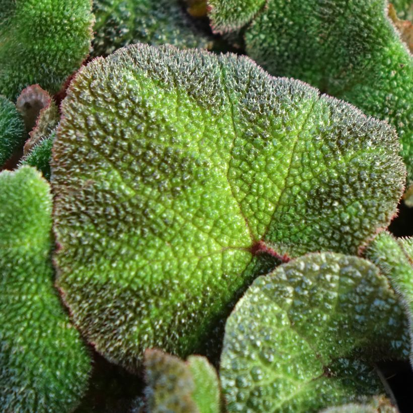 Begonia Rex Soli Mutata (Follaje)