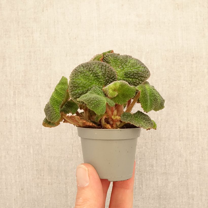 Begonia Rex Soli Mutata miniplanta Ejemplar entregado en la primavera