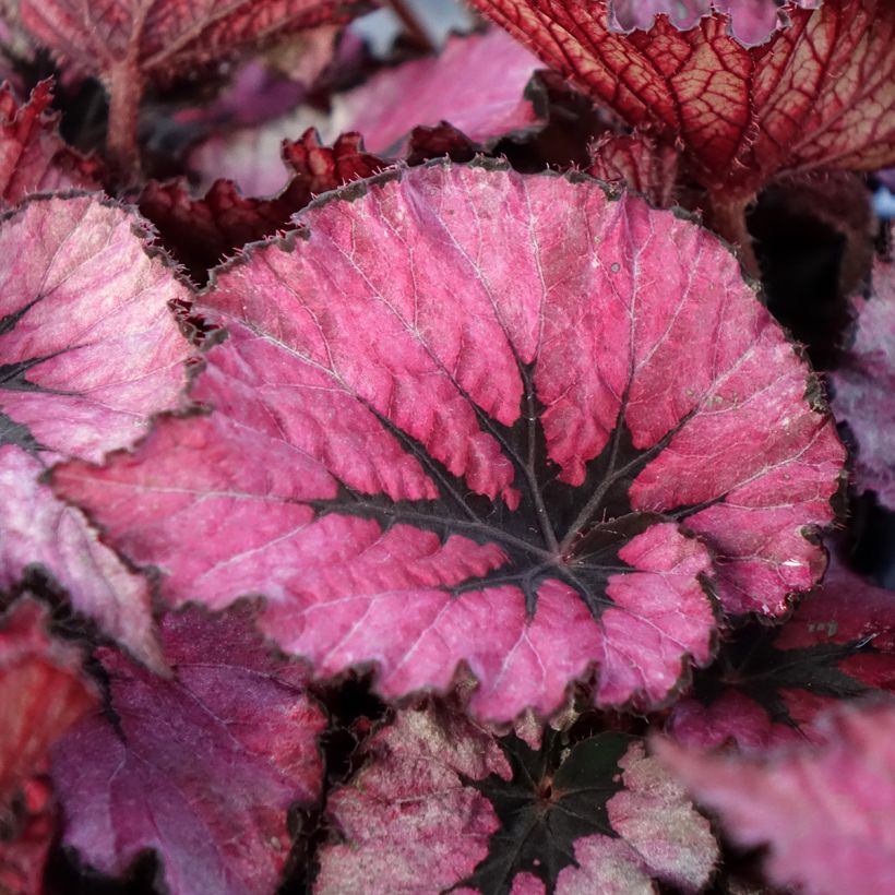 Begonia Rex Spirit of Kwale (Follaje)