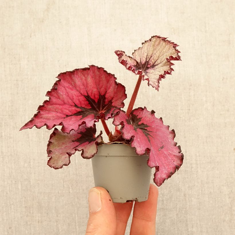 Begonia Rex Spirit of Kwale miniplanta Ejemplar entregado en la primavera