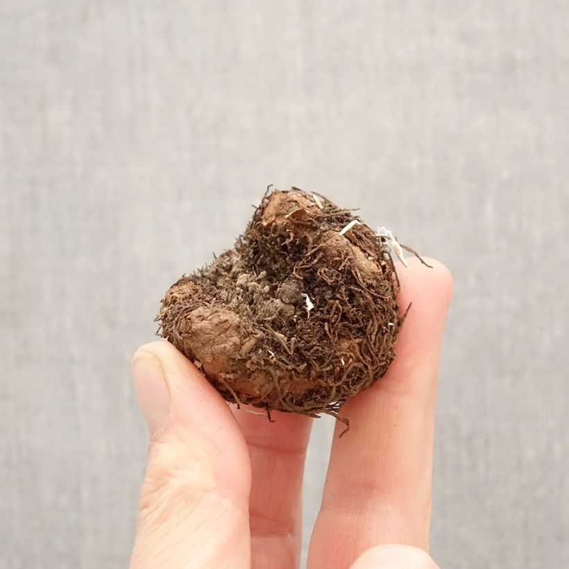 Begonia pendula Splendide Apricot Bulbo calibre 5+ Ejemplar entregado en la primavera