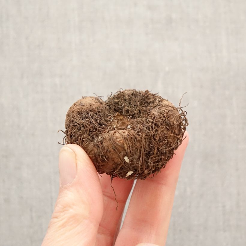 Begonia pendula Splendide Ballerina Bulbo calibre 5+ Ejemplar entregado en la primavera