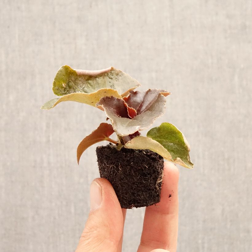 Begonia Stonehedge Light Pink Bronze Leaf minicepellón: Ø 3/4 cm Ejemplar entregado en la primavera