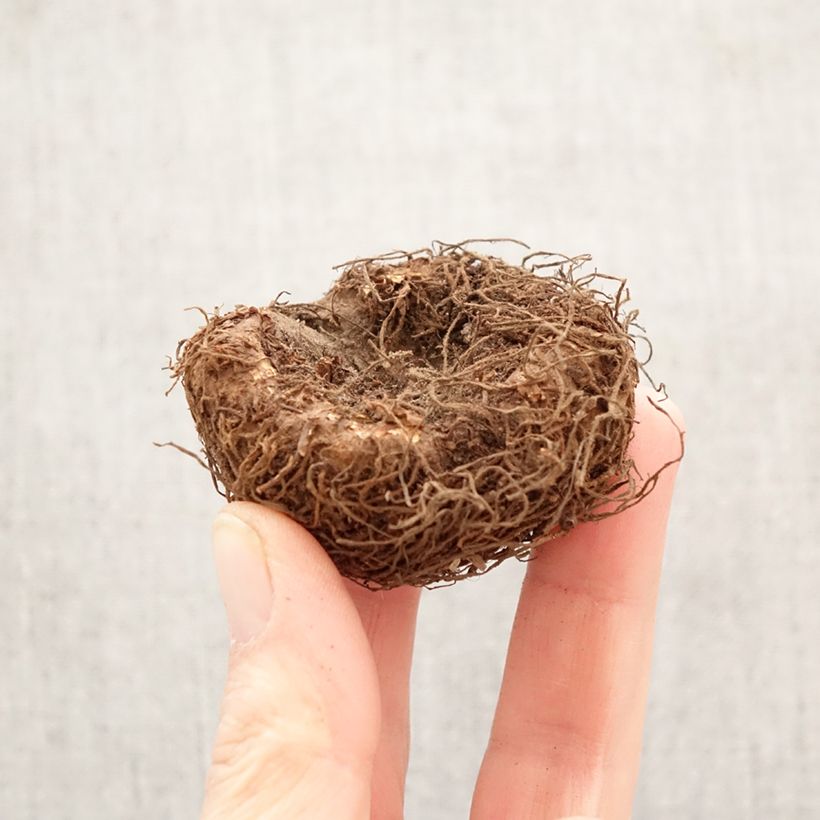 Begonia Superba Pink Bulbo calibre 5+ Ejemplar entregado en la primavera