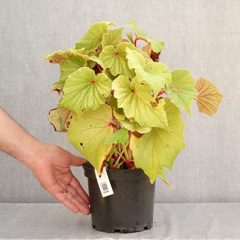 Ejemplar de Begonia x grandis Torsa Maceta 3L/4L entregado en verano