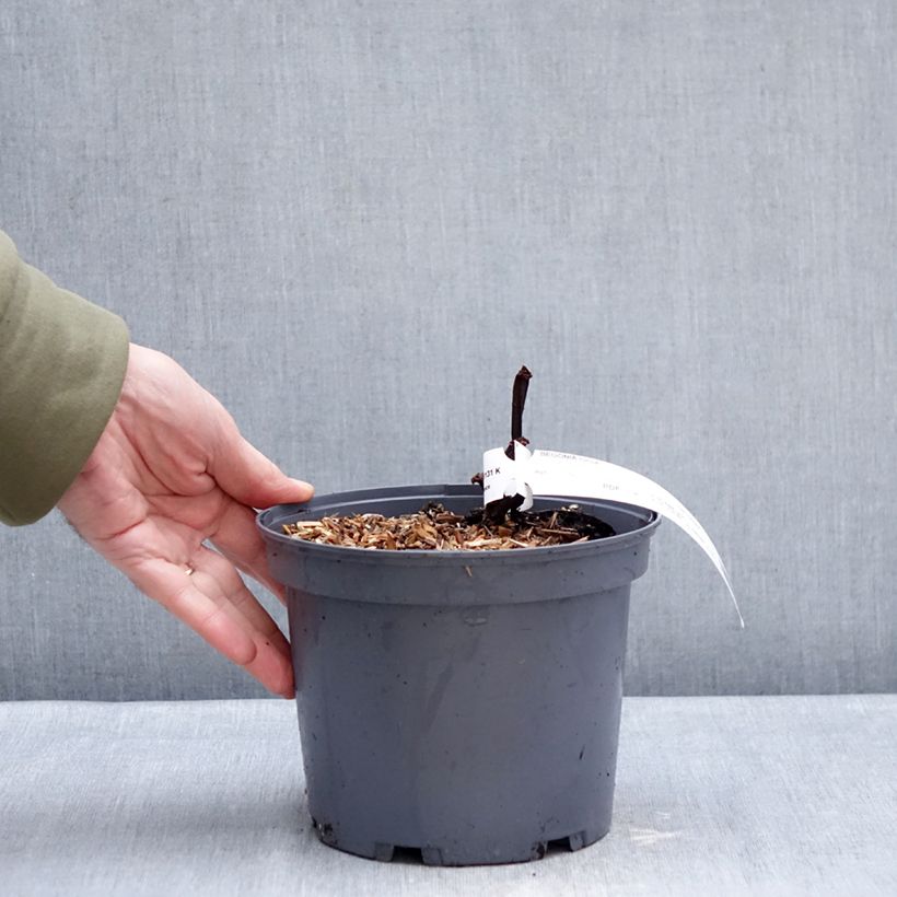 Begonia x grandis Torsa Maceta 3L/4L Ejemplar entregado en invierno