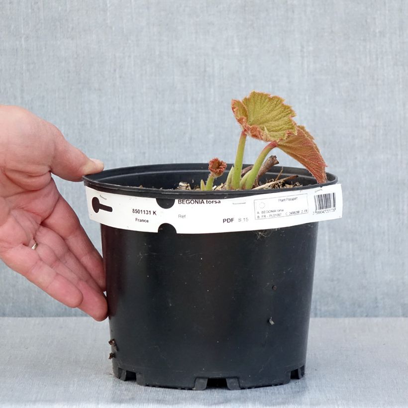 Begonia x grandis Torsa Maceta 3L/4L Ejemplar entregado en la primavera