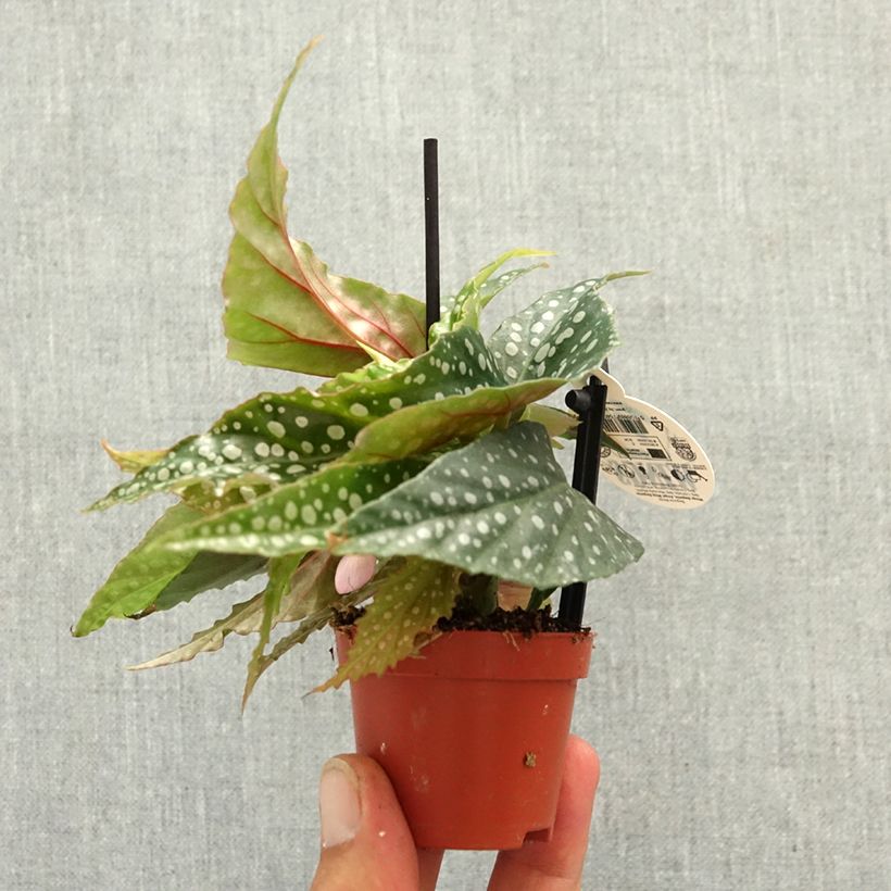Begonia Wings maculata Silverspot miniplanta Ejemplar entregado en la primavera