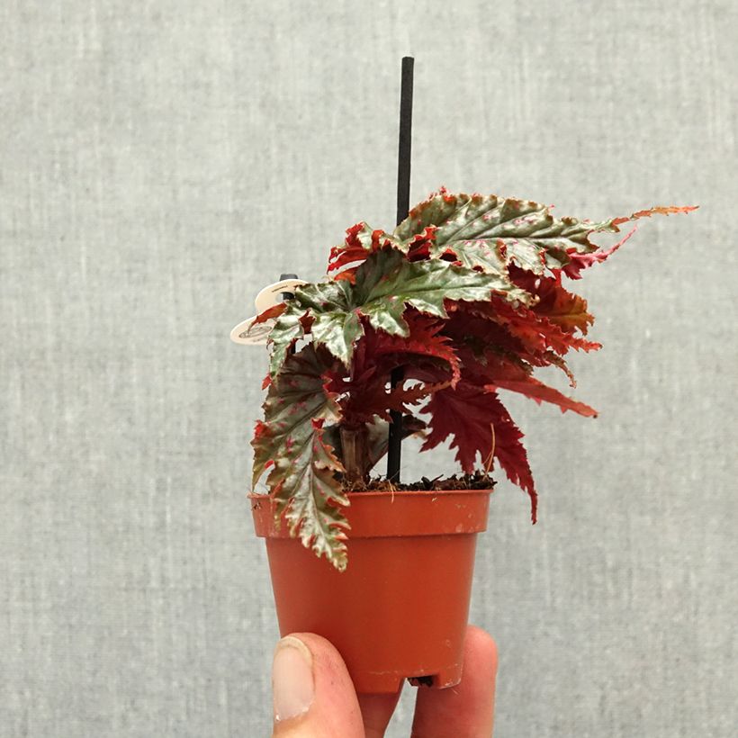 Begonia Wings serratipetala miniplanta Ejemplar entregado en la primavera