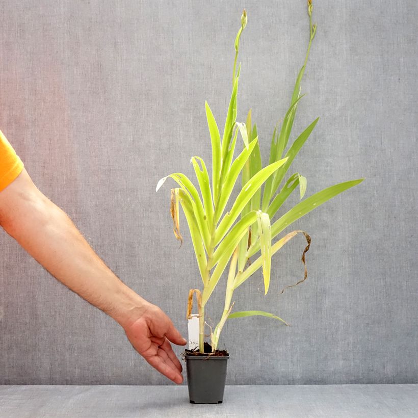 Ejemplar de Belamcanda chinensis Hello Yellow Maceta de 8/9 cm entregado en verano