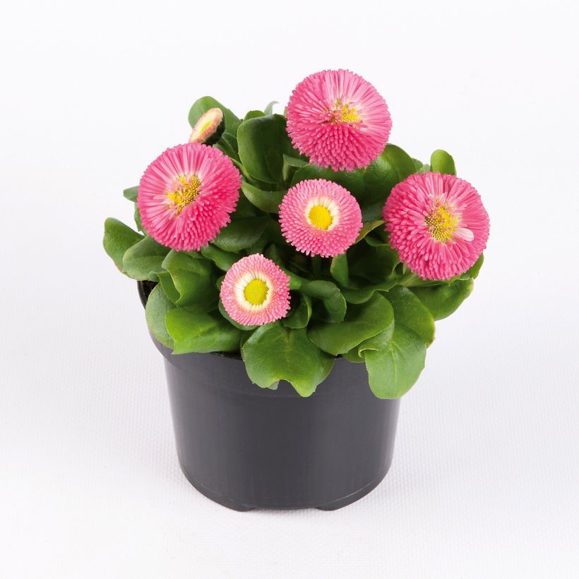 Bellis perennis Bellastar Compact Rose - Margarita de los prados (Porte)
