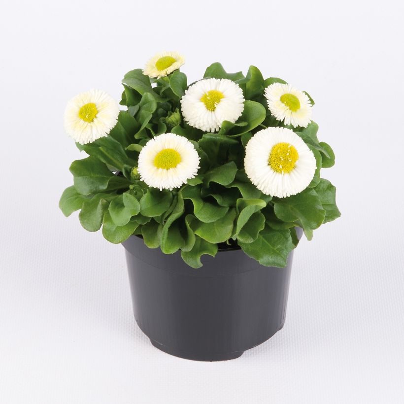 Bellis perennis Bellastar Compact White - Margarita de los prados (Porte)