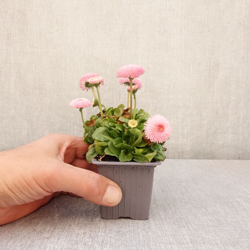 Bellis perennis Roze - Margarita de los prados Maceta de 7/8 cm Ejemplar entregado en la primavera