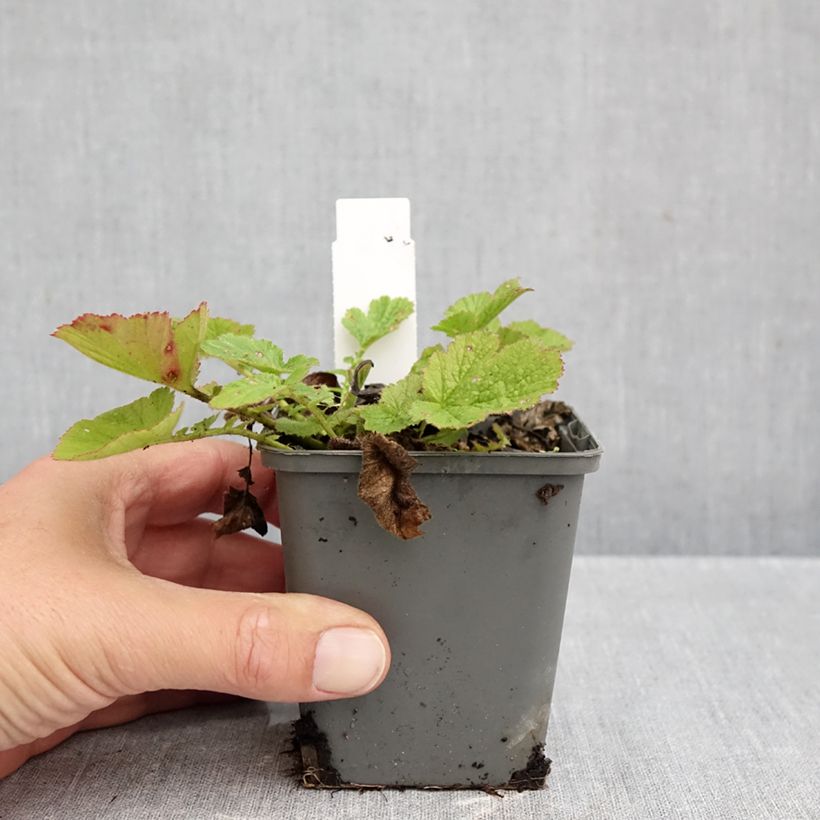 Ejemplar de Geum chiloense Dolly North - Hierba del Clavo Maceta de 8/9 cm entregado en otoño