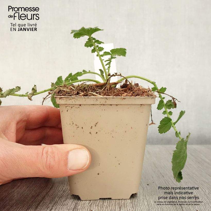 Geum chiloense Dolly North - Hierba del Clavo Maceta de 8/9 cm Ejemplar entregado en invierno