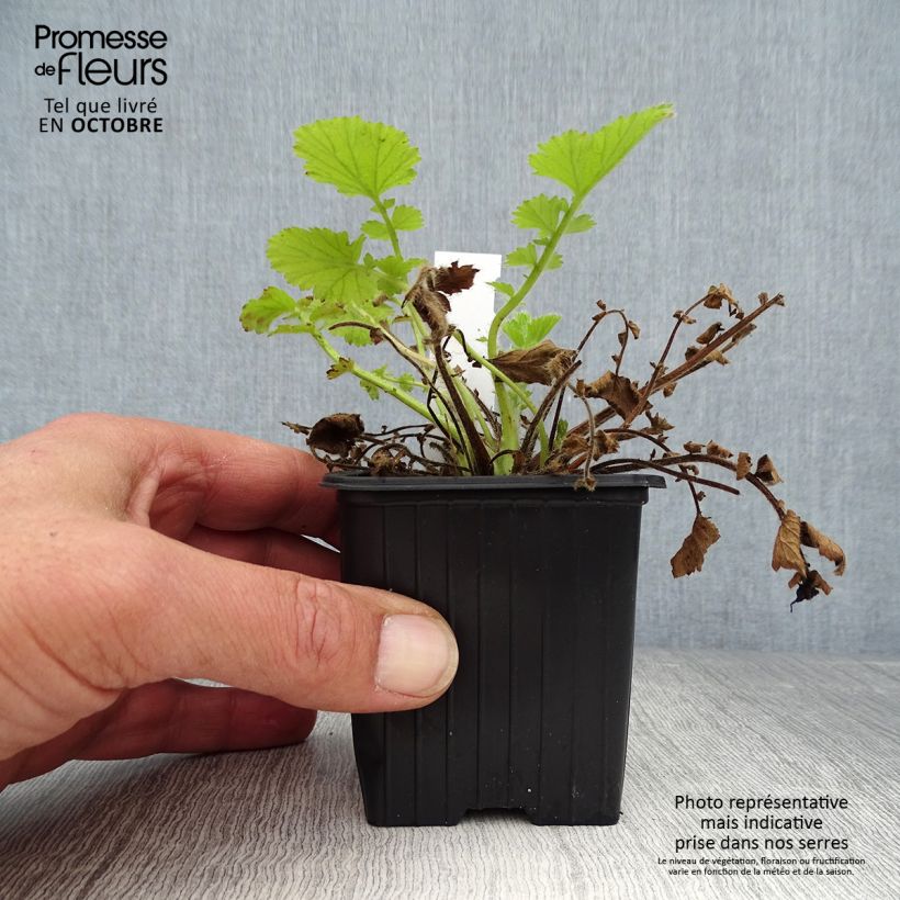 Ejemplar de Geum Fire Storm - Hierba de San Benito Maceta de 8/9 cm entregado en otoño