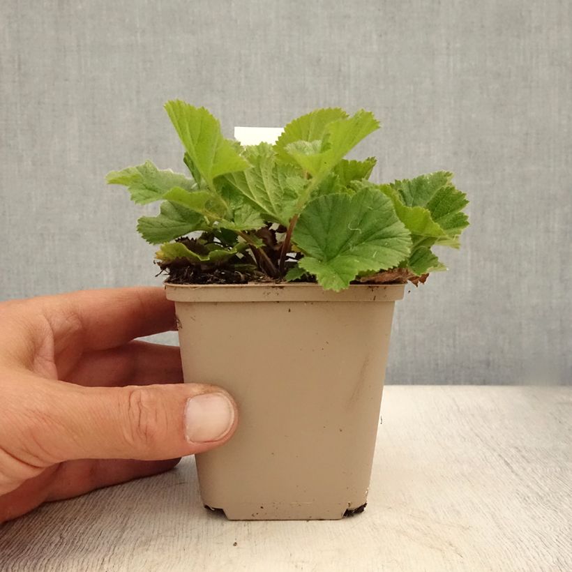 Ejemplar de Geum chiloense Sigiswang - Hierba del Clavo Maceta de 8/9 cm entregado en verano