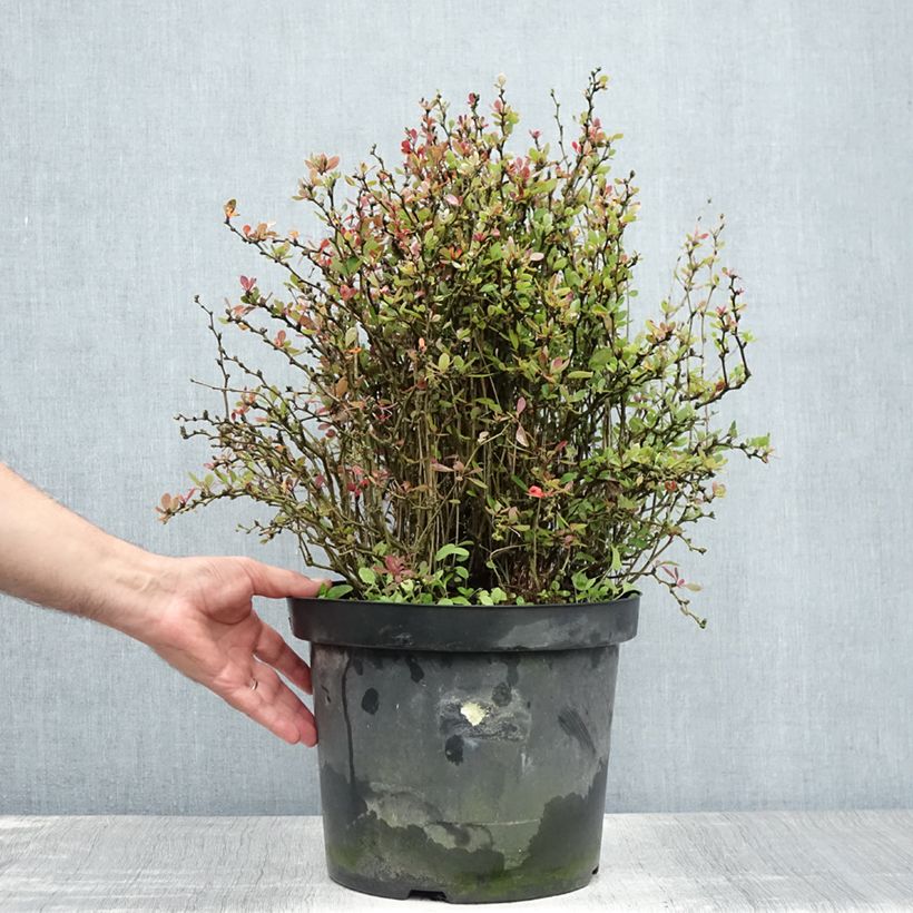 Ejemplar de Berberis buxifolia Nana - Agracejo Maceta 7,5L/10L entregado en verano