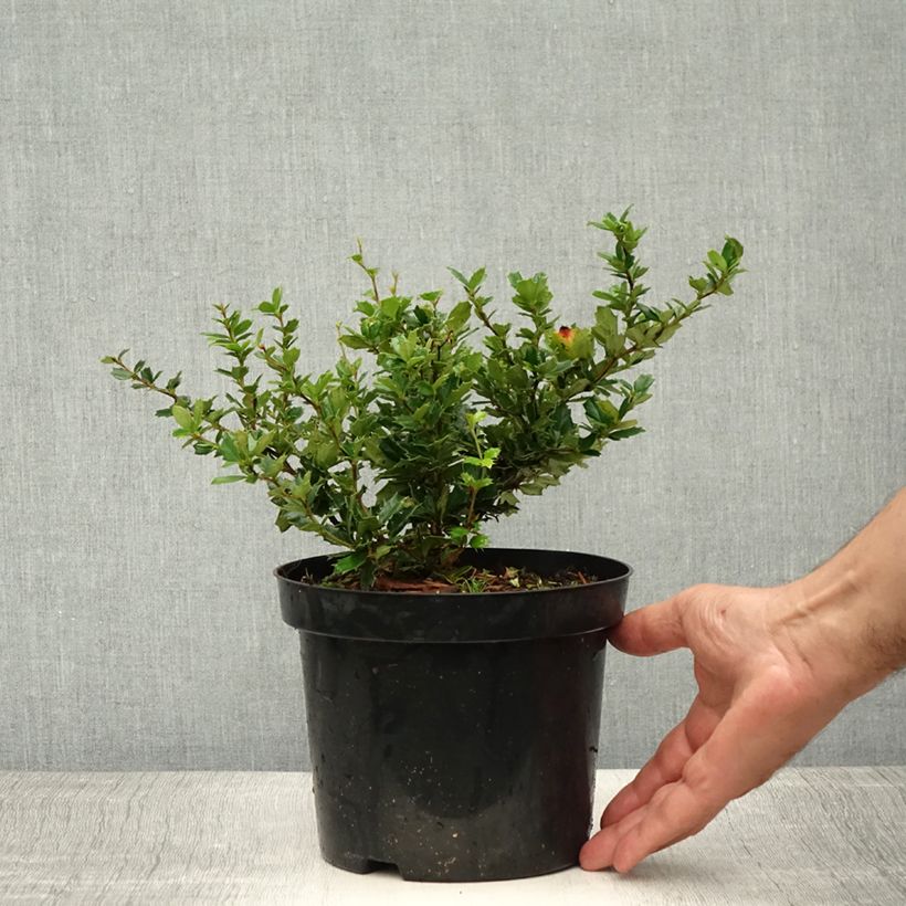Ejemplar de Berberis darwinii - Agracejo Maceta 2L/3L entregado en verano