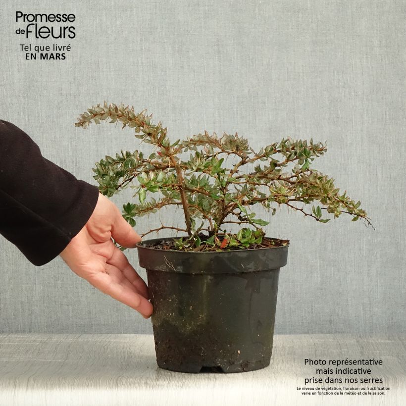 Berberis darwinii - Agracejo Maceta 2L/3L Ejemplar entregado en la primavera