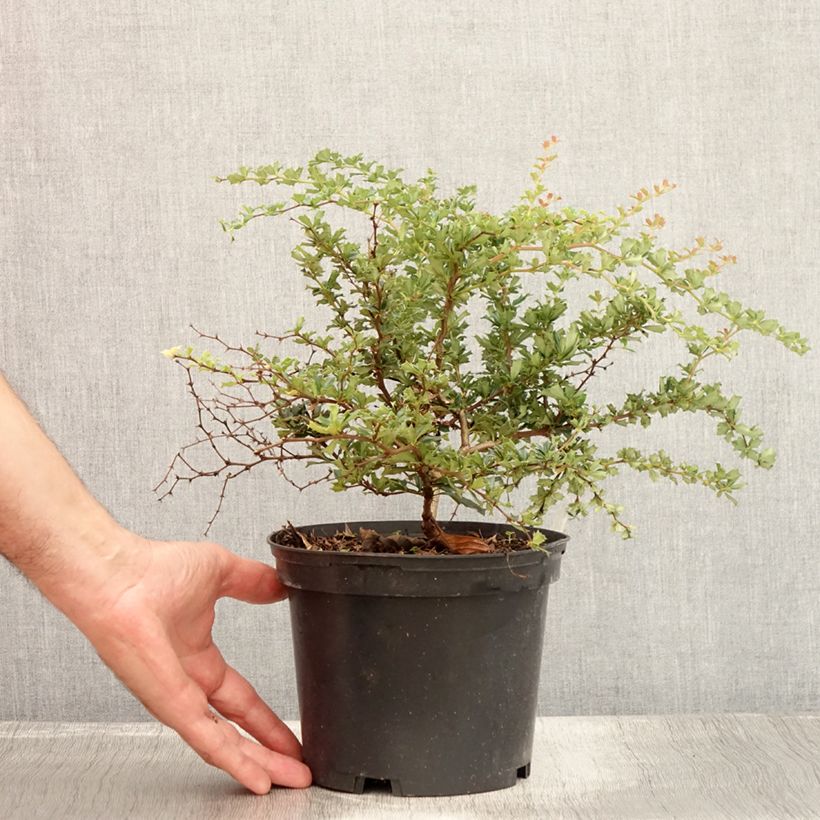 Ejemplar de Berberis darwinii Compacta - Agracejo Maceta 2L/3L entregado en verano