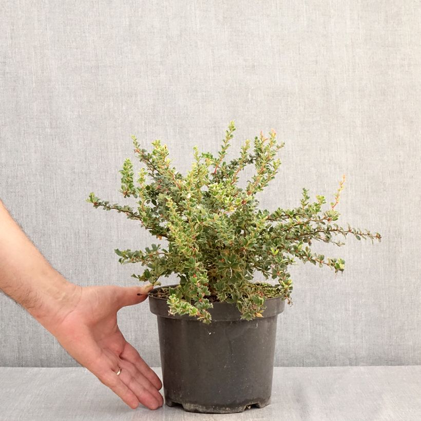 Ejemplar de Berberis darwinii Compacta - Agracejo Maceta 3L/4L entregado en verano