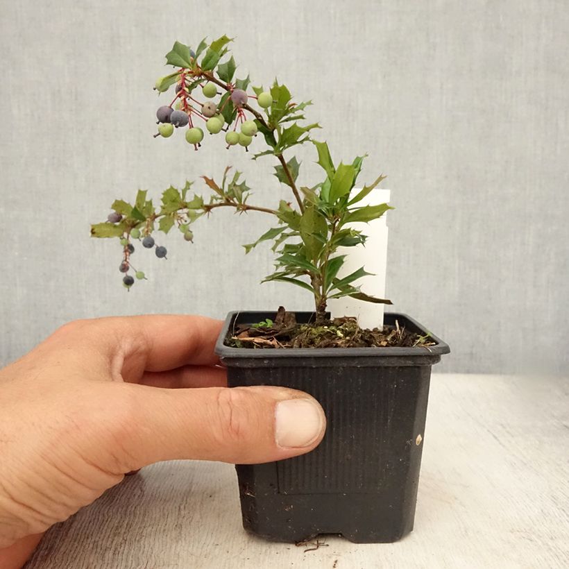 Ejemplar de Berberis darwinii - Agracejo Maceta de 8/9 cm entregado en verano