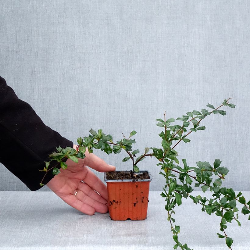 Berberis darwinii - Agracejo Maceta de 8/9 cm Ejemplar entregado en invierno