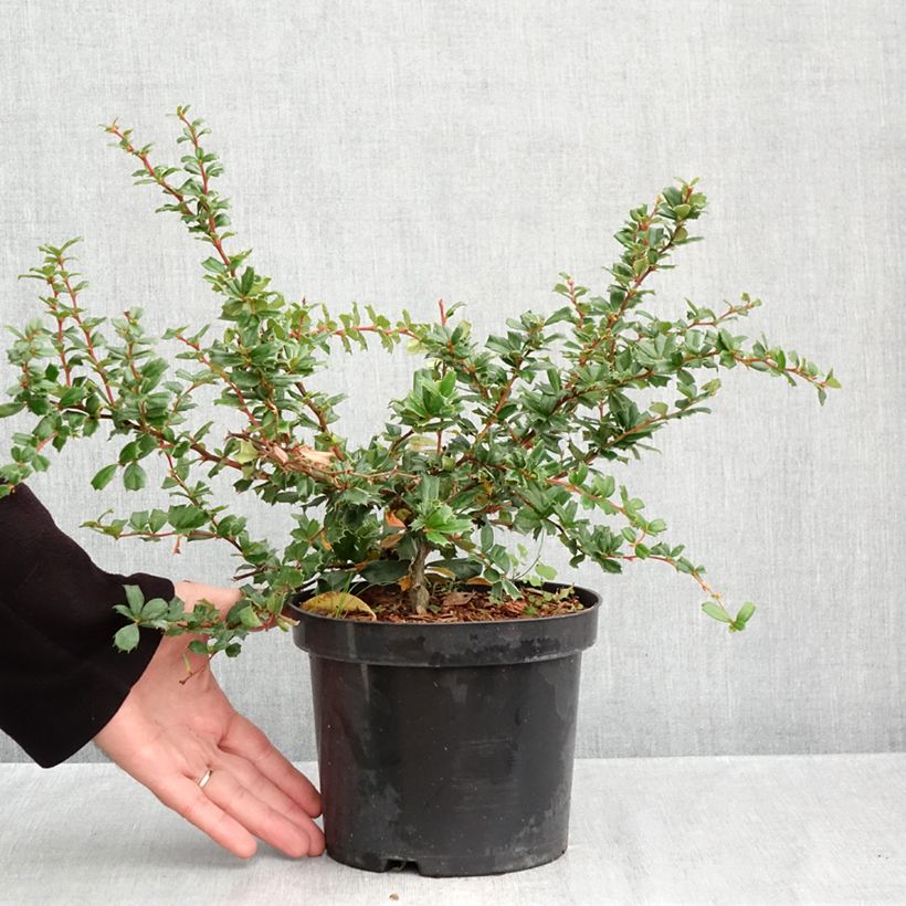 Ejemplar de Berberis darwinii - Agracejo Maceta 2L/3L entregado en otoño