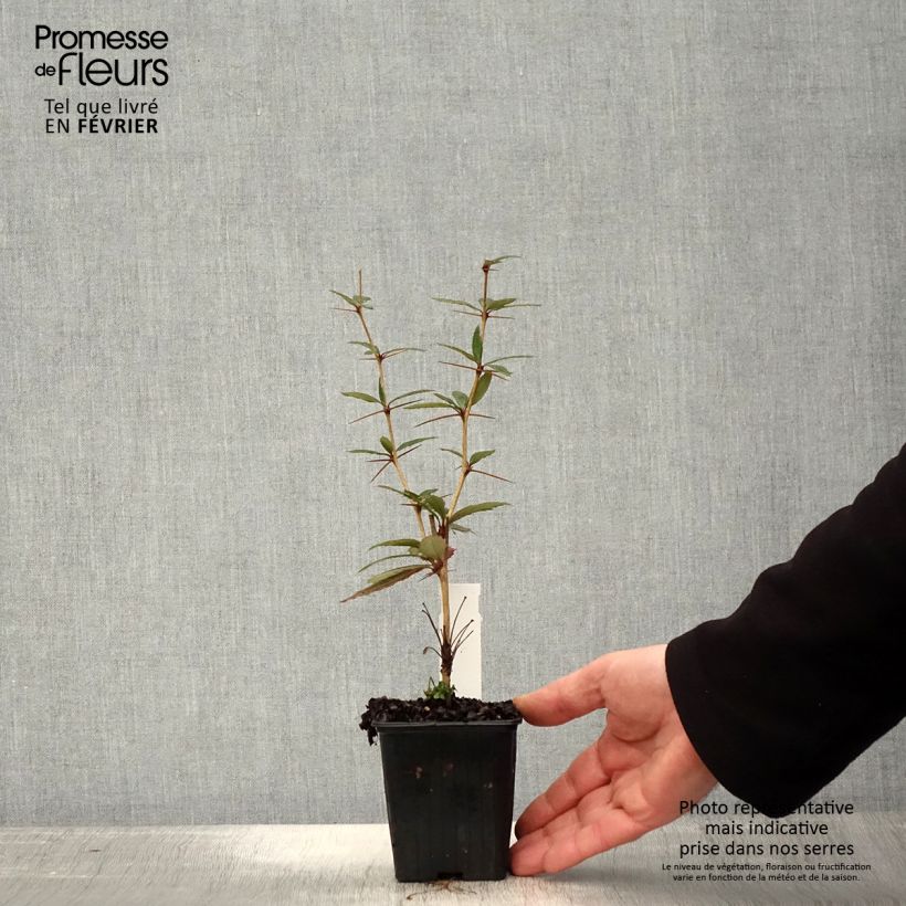 Agracejo chino - Berberis julianae Maceta de 8/9 cm Ejemplar entregado en invierno