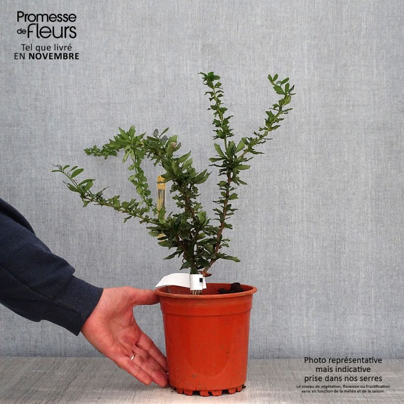 Ejemplar de Agracejo - Berberis lologensis Apricot Queen Maceta 2L/3L entregado en otoño