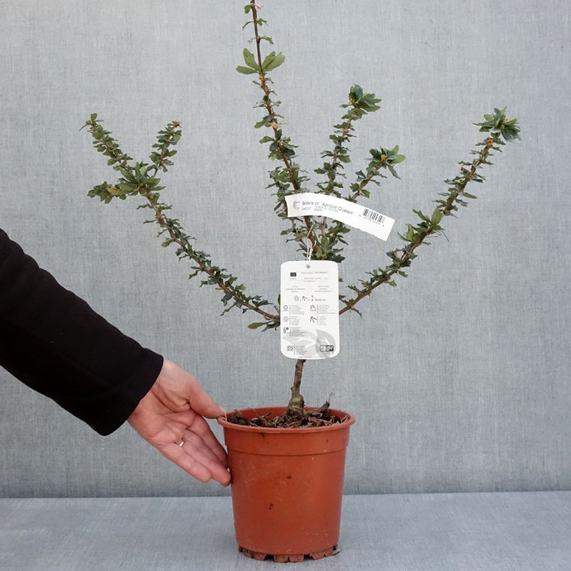 Agracejo - Berberis lologensis Apricot Queen Maceta 2L/3L Ejemplar entregado en la primavera