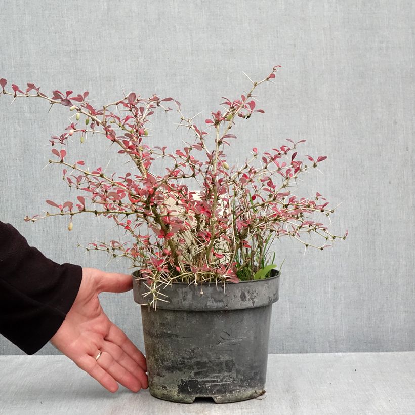 Ejemplar de Agracejo - Berberis media Red Jewel - Agracejo Maceta 3L/4L entregado en otoño
