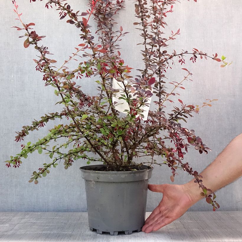 Ejemplar de Agracejo - Berberis ottawensis Auricoma Maceta 7,5L/10L entregado en verano