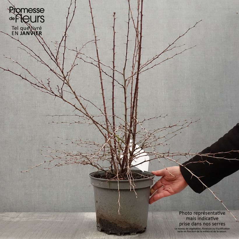 Agracejo - Berberis ottawensis Auricoma Maceta 7,5L/10L Ejemplar entregado en invierno