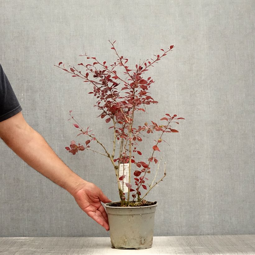 Ejemplar de Agracejo - Berberis ottawensis Superba Maceta 3L/4L entregado en verano