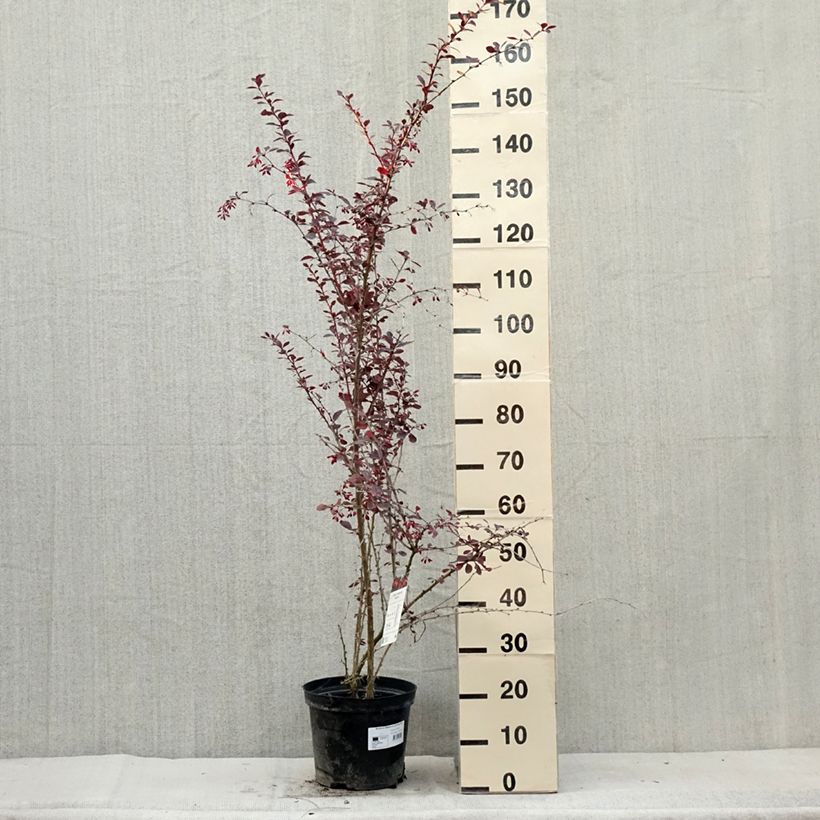 Ejemplar de Agracejo - Berberis ottawensis Superba Maceta 7,5L/10L entregado en verano