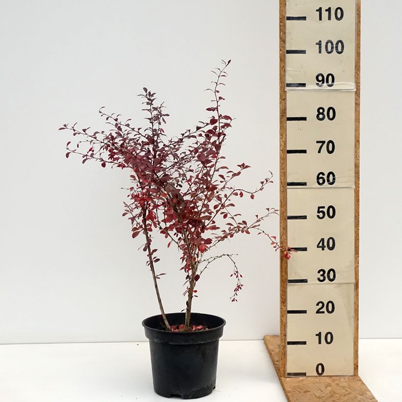Ejemplar de Agracejo - Berberis ottawensis Superba Maceta 7,5L/10L entregado en otoño