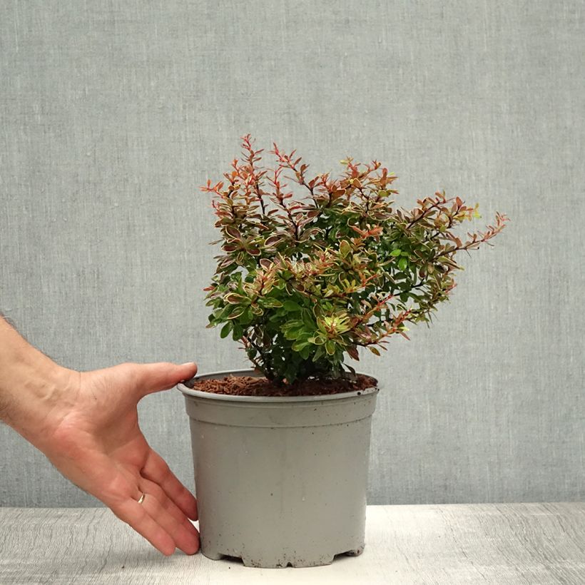 Ejemplar de Agracejo rojo - Berberis thunbergii Admiration Maceta 2L/3L entregado en verano