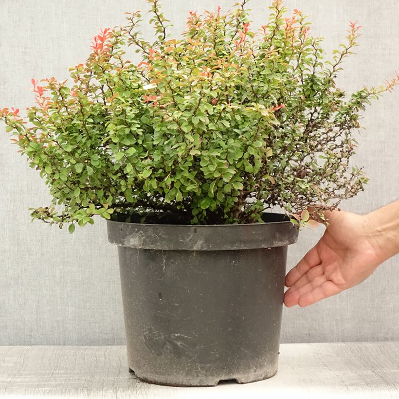 Ejemplar de Agracejo rojo - Berberis thunbergii Admiration Maceta 7,5L/10L entregado en verano