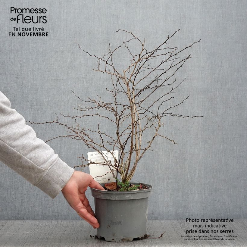 Ejemplar de Agracejo rojo - Berberis thunbergii Atropurpurea Maceta 2L/3L entregado en otoño