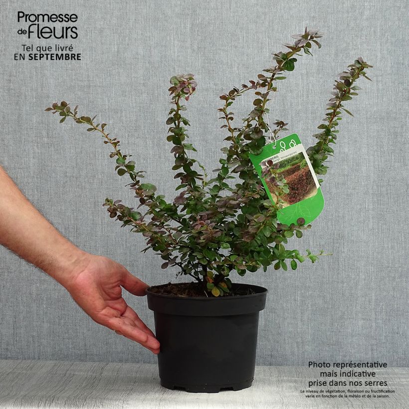 Ejemplar de Agracejo rojo - Berberis thunbergii Atropurpurea Maceta 2L/3L entregado en verano