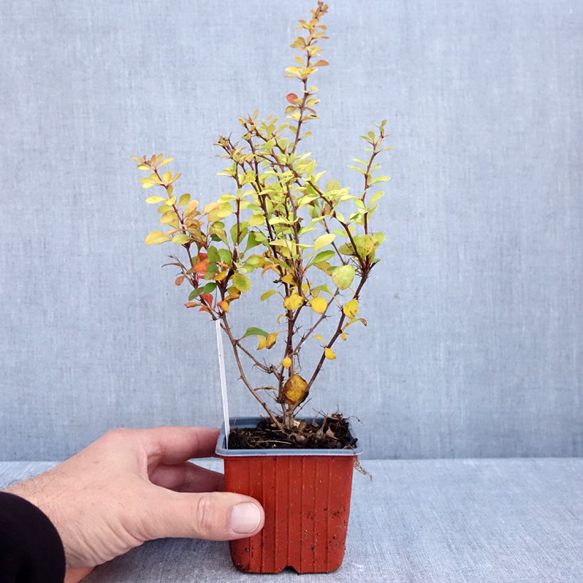 Ejemplar de Agracejo japonés Aurea - Berberis thunbergii Maceta de 8/9 cm entregado en otoño