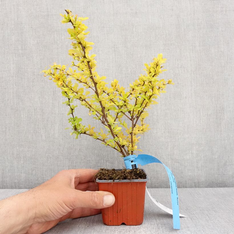 Agracejo japonés Aurea - Berberis thunbergii Maceta de 8/9 cm Ejemplar entregado en la primavera