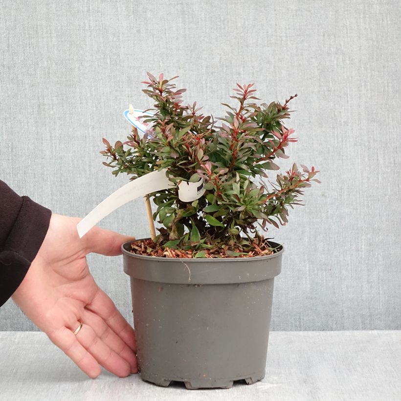 Ejemplar de Agracejo japonés - Berberis thunbergii Bagatelle Maceta 2L/3L entregado en otoño