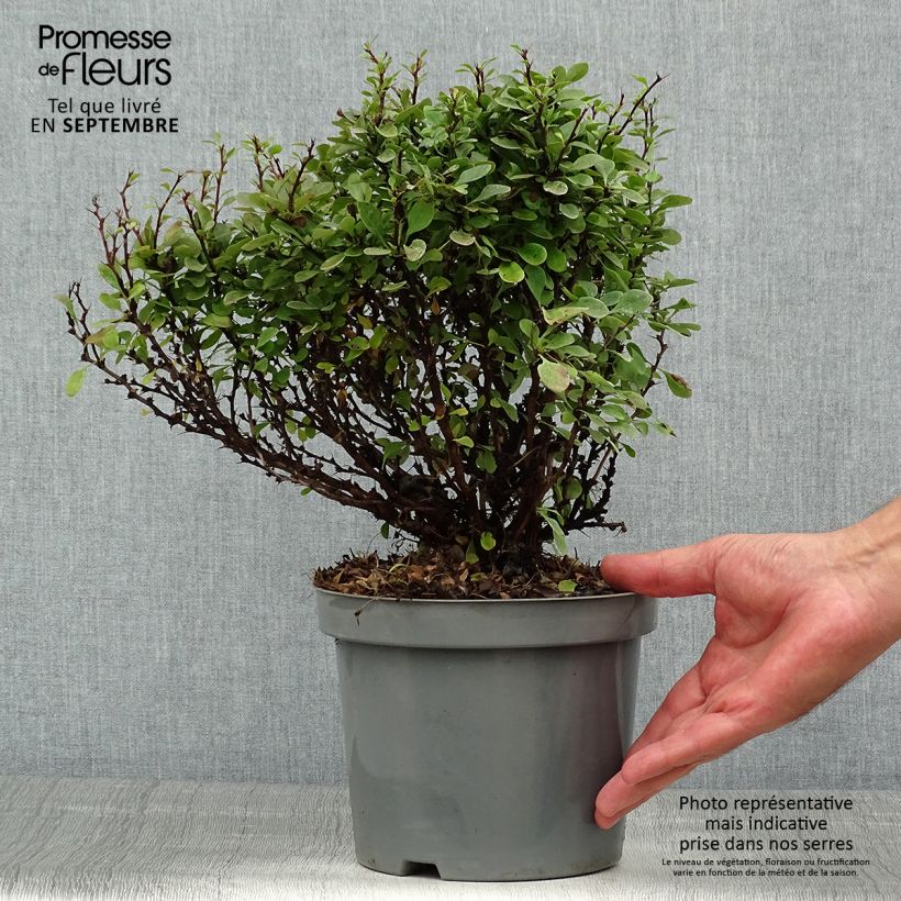 Ejemplar de Agracejo japonés - Berberis thunbergii Bagatelle Maceta 2L/3L entregado en verano